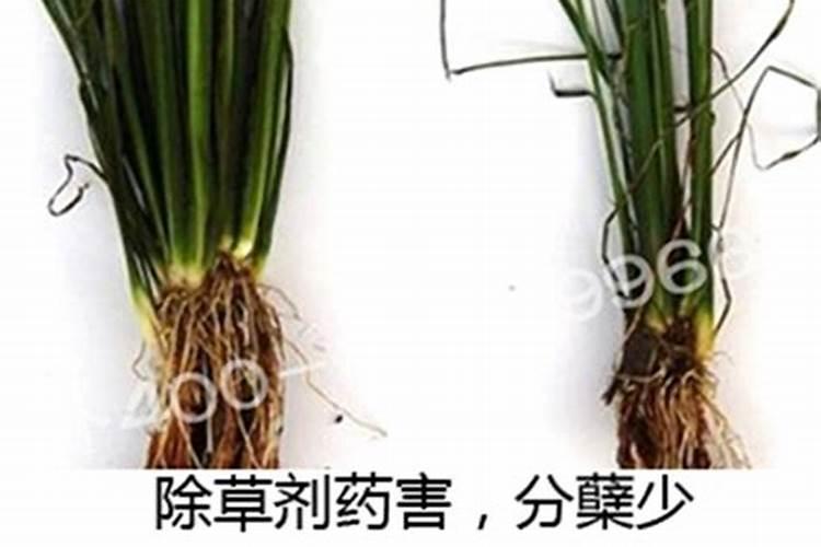 水稻磷酸二氢钾啥时候喷