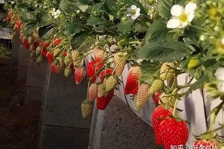 富硒叶面肥效果怎样？在草莓上见效快吗？见