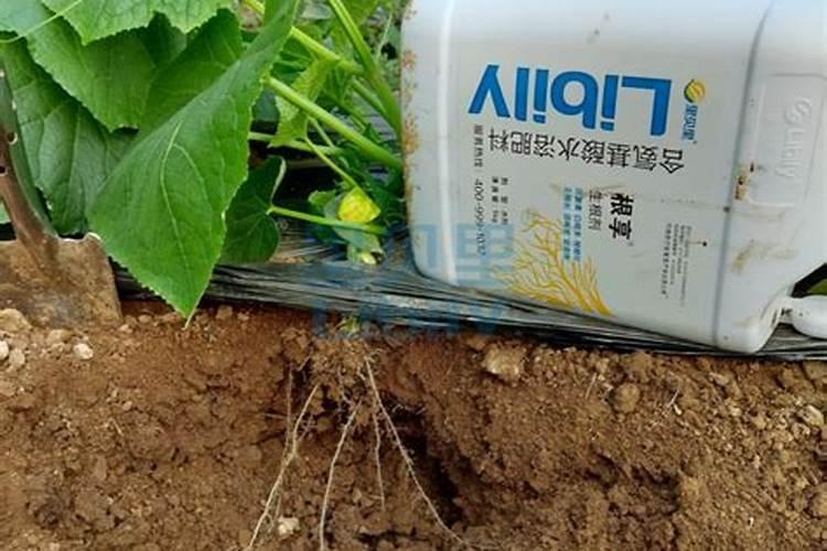 求大棚生菜的种植技术？