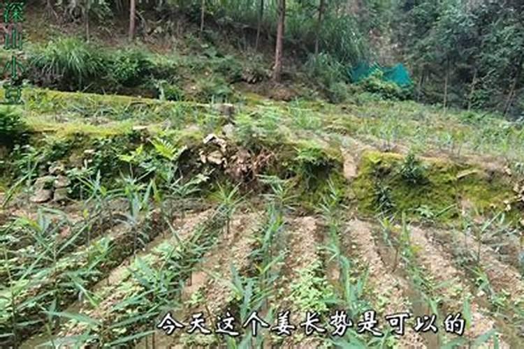 沙姜施肥用什么肥料