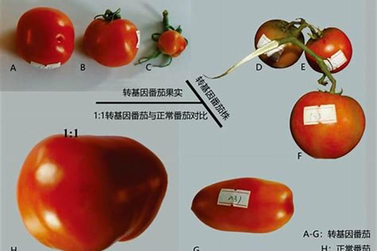 东莞长安有什么景点西安长安公园哪里有菊花