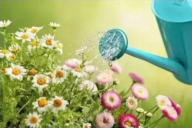 用了磷酸二氢钾叶面肥后第二天可以页面用水浇花吗？