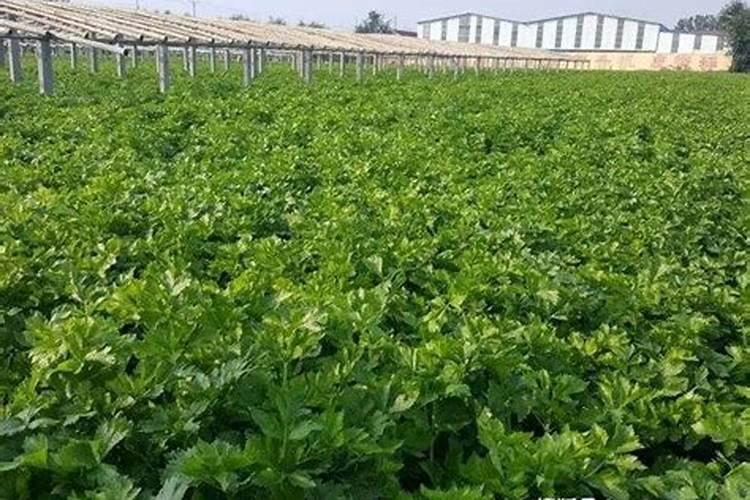 芸苔素的用途是什么？
