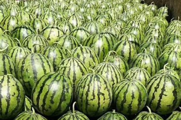 种西瓜需要什么底肥？每株需要多少肥料