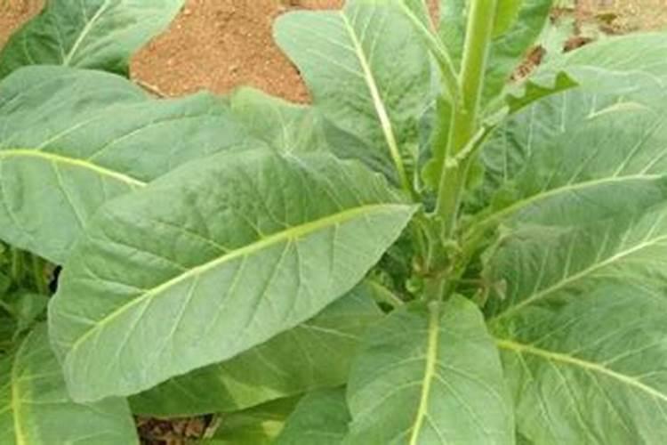烤烟种植技术与方法