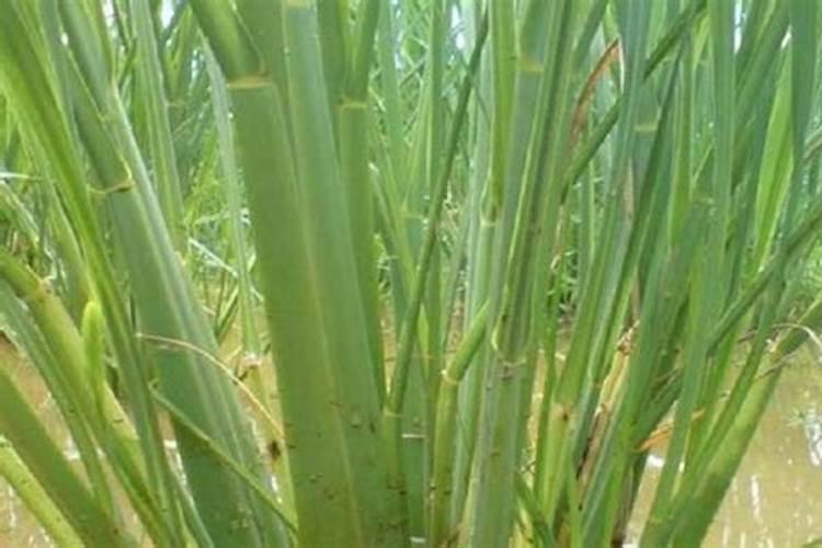 茭白反季节种植技术