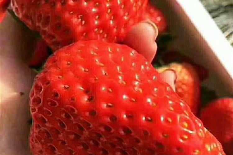 什么样的硼钙叶面肥能提高草莓抗冻能力,预防冻害？