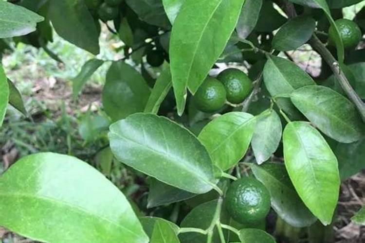 柑桔树开花期能叶面喷施24一表芸苔素内酯吗？