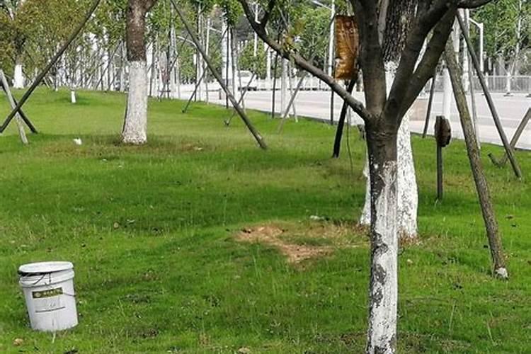 柚子树钾肥应该什么时候下