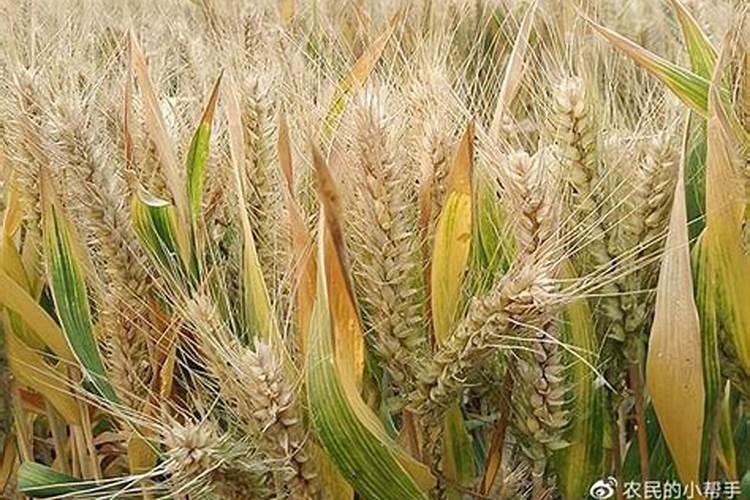 小麦最忌三种肥料