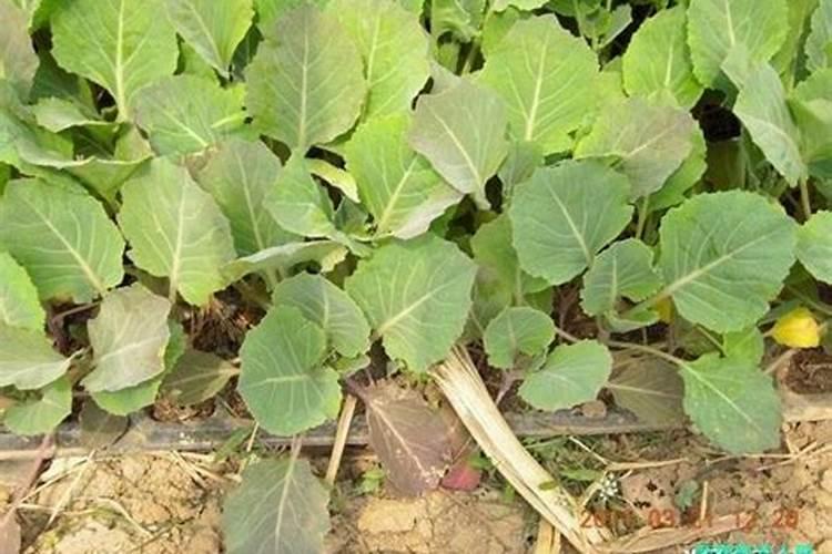 油菜什么时候施硼肥