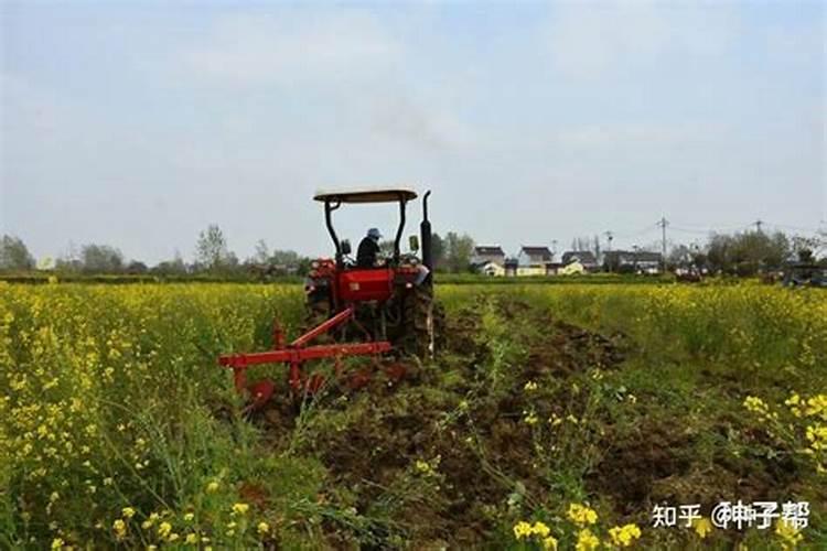 油菜什么时候施硼肥 油菜哪个时候施硼肥