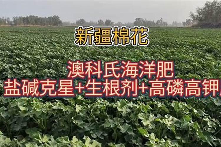 奈乙酸生根剂的用法