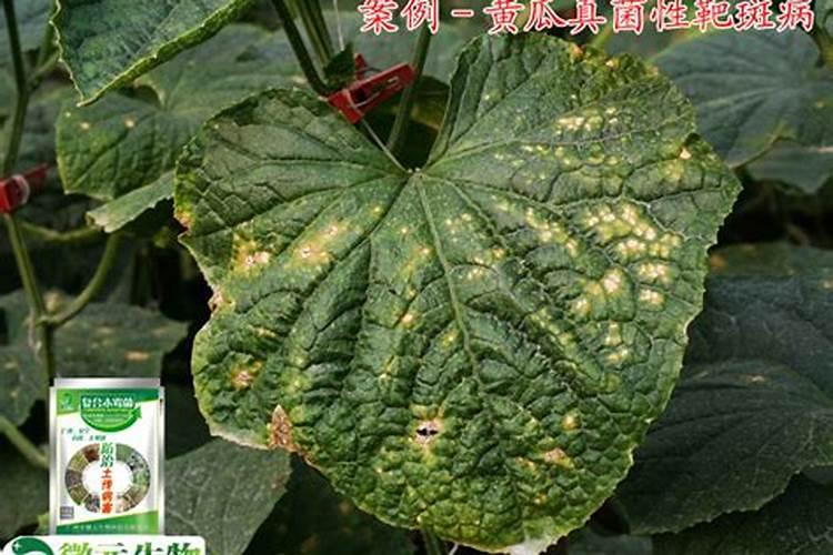 花叶病毒病用什么农药