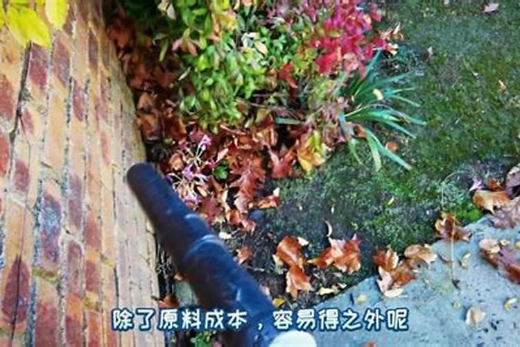 树叶发黄用什么肥料