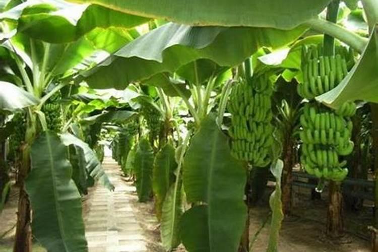 香蕉树如何施肥？香蕉树施什么肥效果好？(附施肥技术)
