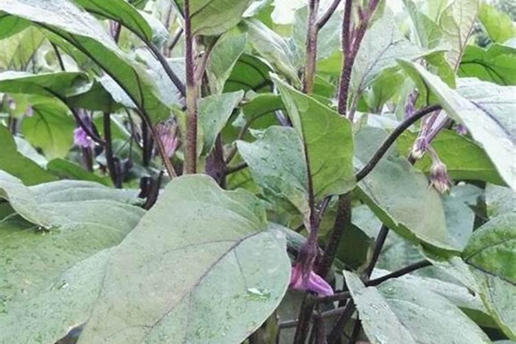 茄子种植怎么施肥才能高产
