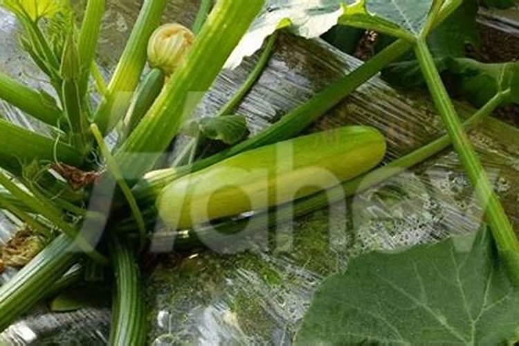 西葫芦开花结果阶段需要怎么管理才长的好？