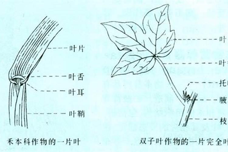 大豆结荚期用什么叶面肥