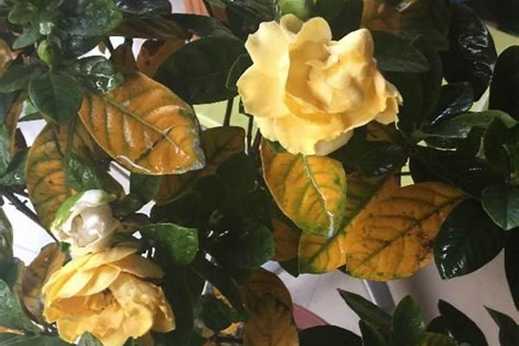 栀子花如果硫酸亚铁浇多了怎么补救已经出现了黄叶褐叶!