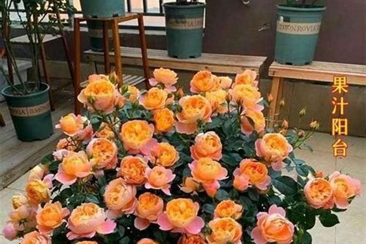 月季花骨朵插水里能开花吗
