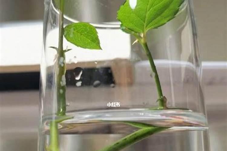 水培月季花的养殖方法和注意事项