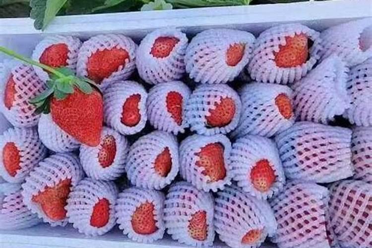 草莓专用肥是什么肥料 草莓施入氮磷钾肥的作用