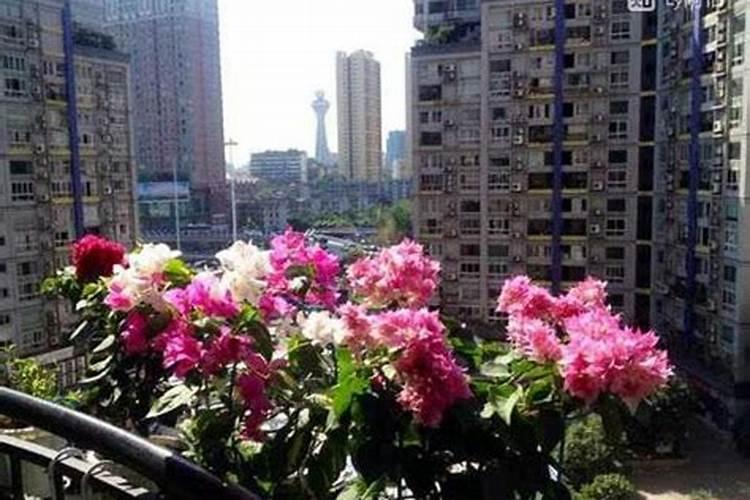 三角梅入秋怎么养殖花开满盆