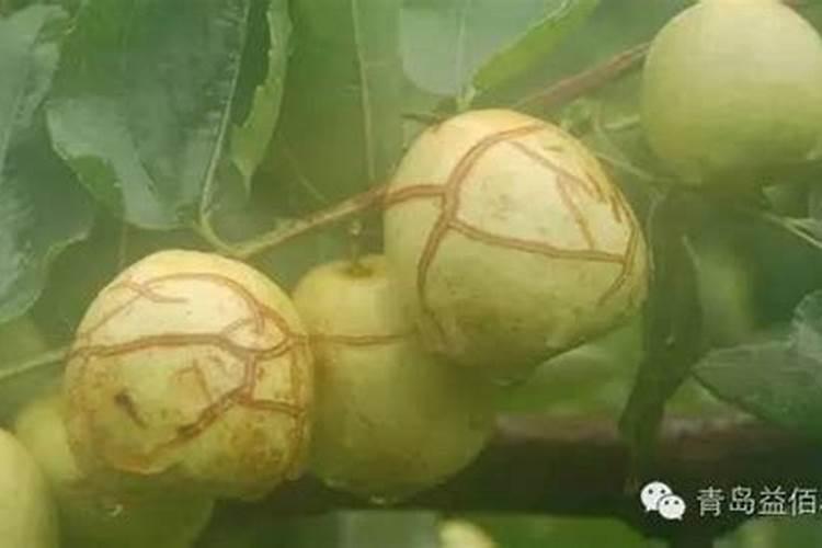 为什么橙子会开裂