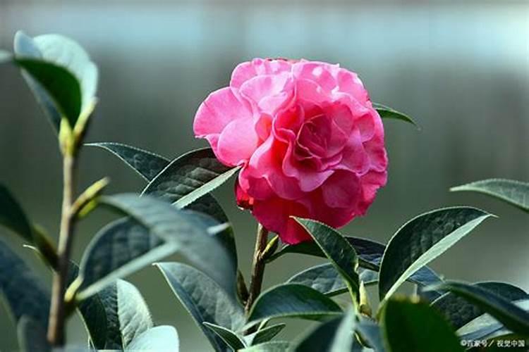 刚买回来结满了花苞的茶花,现在要怎样施肥