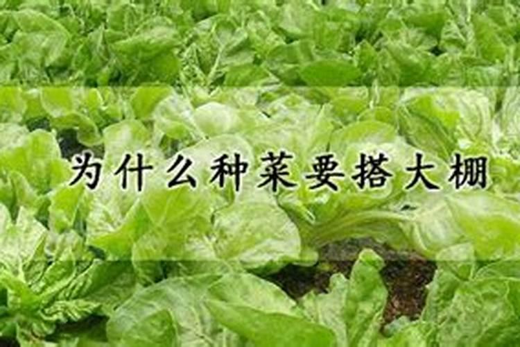 种菜要施肥的话选用什么肥料更为理想