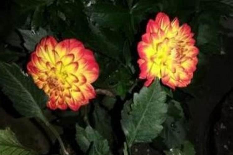 小丽花花期可以施肥吗 小丽花怎么施肥花开的好