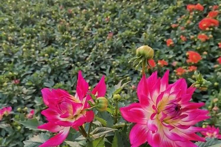 小丽花开花后怎么处理