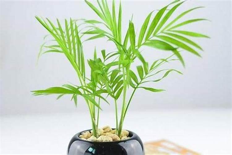 袖珍椰子怎么施肥
