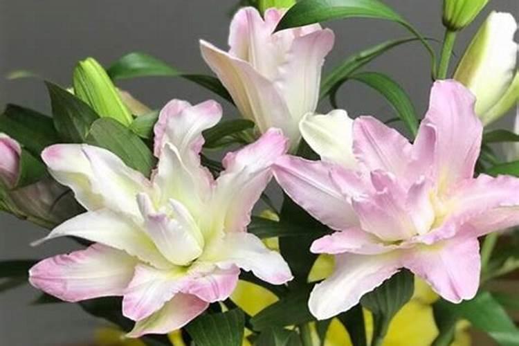 百合什么时候施肥