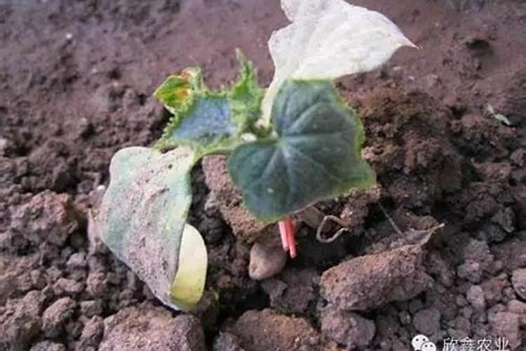 元胡最忌三种肥料