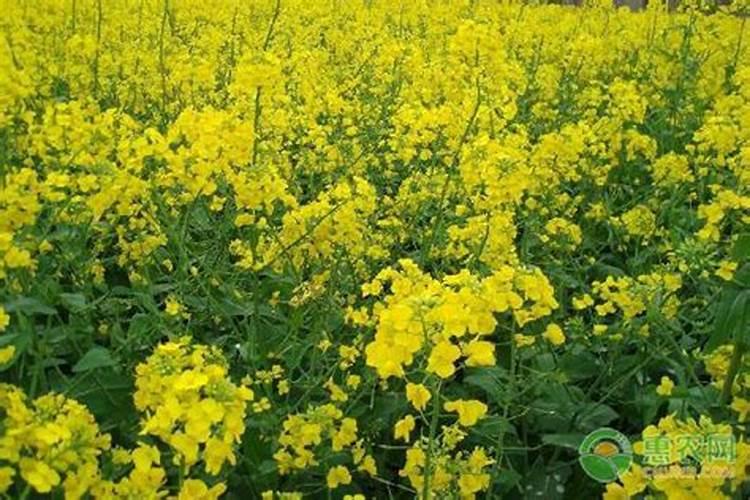 油菜种植需要什么肥料