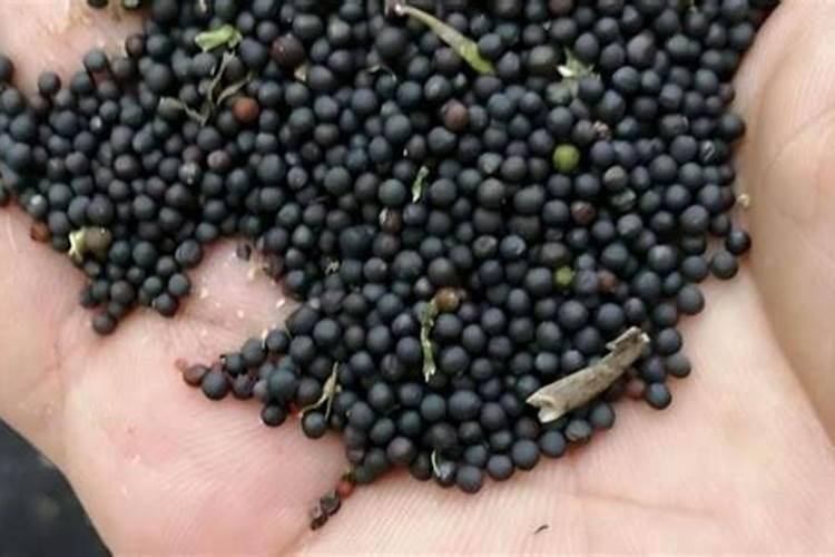 油菜上什么化肥最好