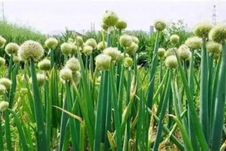 大葱专用肥用什么？