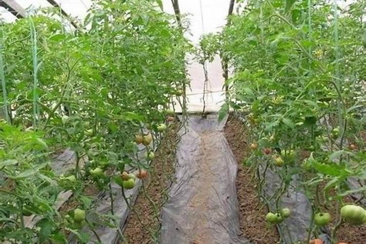 种植西红柿用钙肥红吗