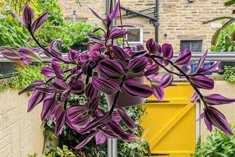 油菜叶面肥什么时间施最好花卉百科