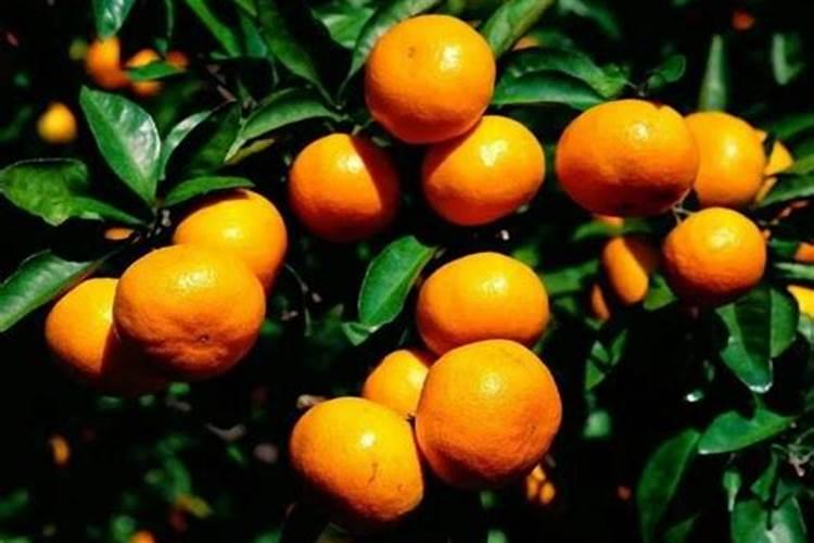 沃柑膨果期管理要点