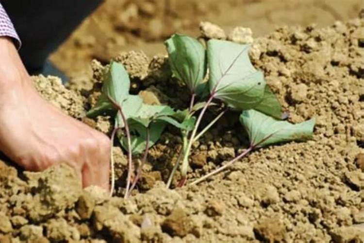 竹子什么季节种植最好