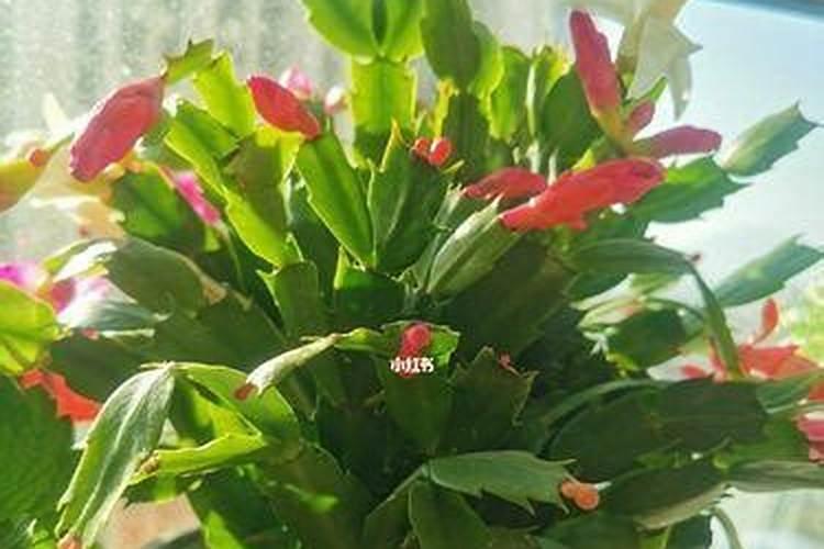 为什么养的蟹爪兰只长叶子不开花