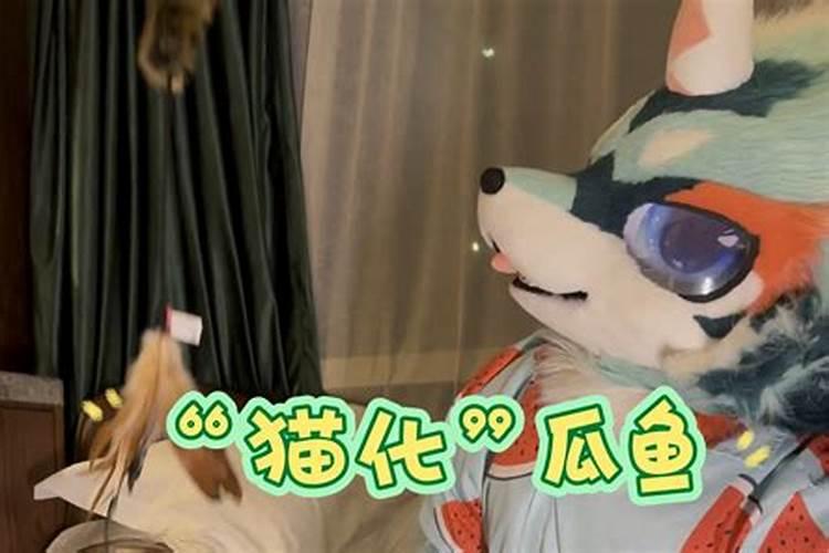 鱼蛋白使用注意事项