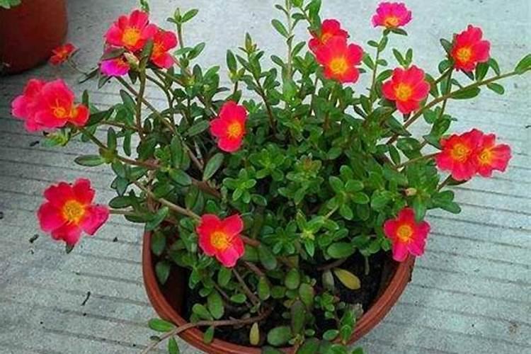 开花结果时施什么肥