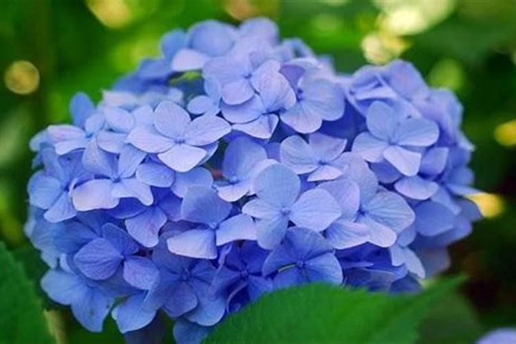 绣球花施肥方法,用什么肥好