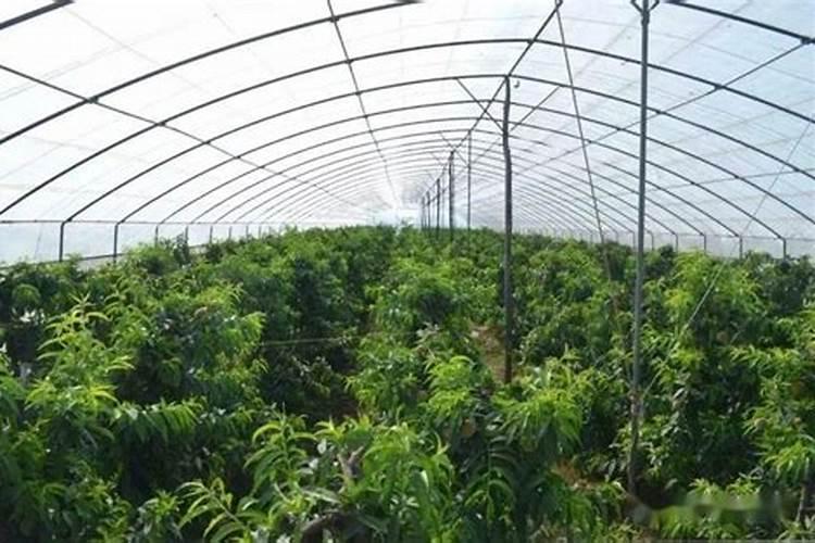 温室大棚种植桃树的技术