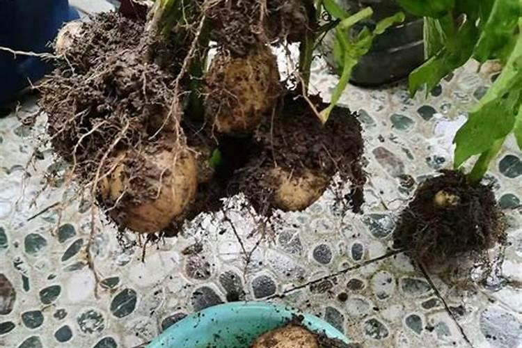 种土豆用什么肥料好