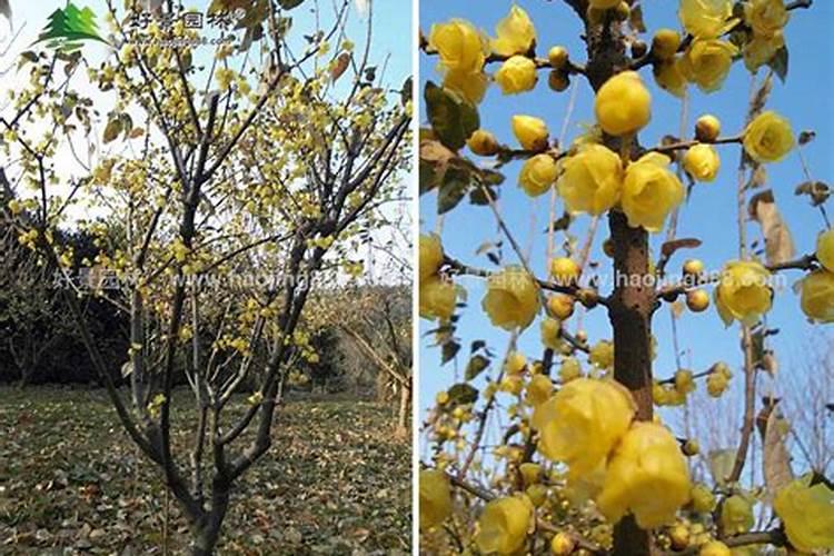盆栽腊梅花苞期施什么肥